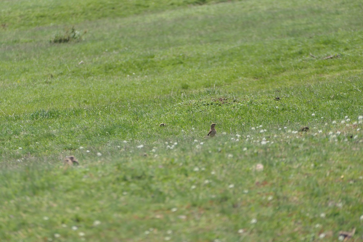 Isabelline Wheatear - Liliya Markova