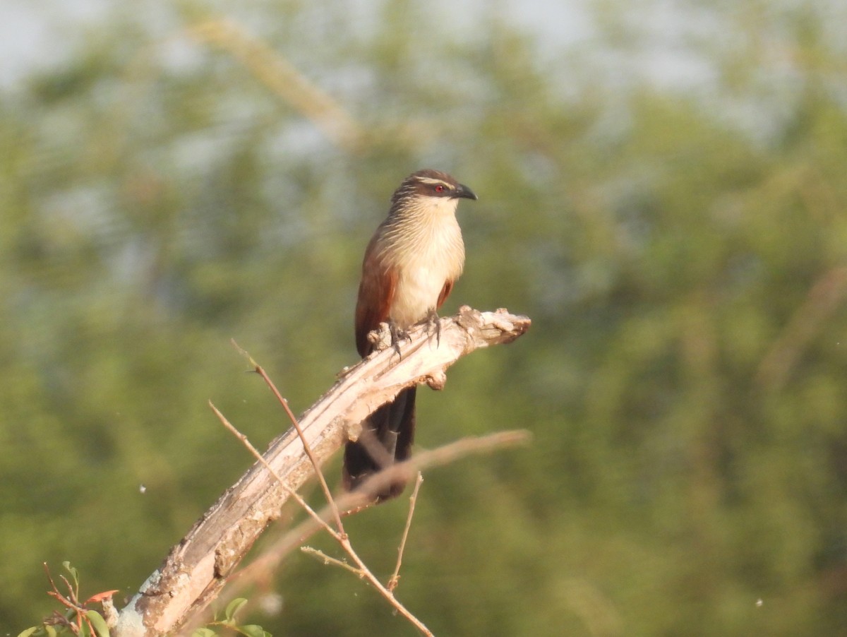 White-browed Coucal (White-browed) - ML620714686
