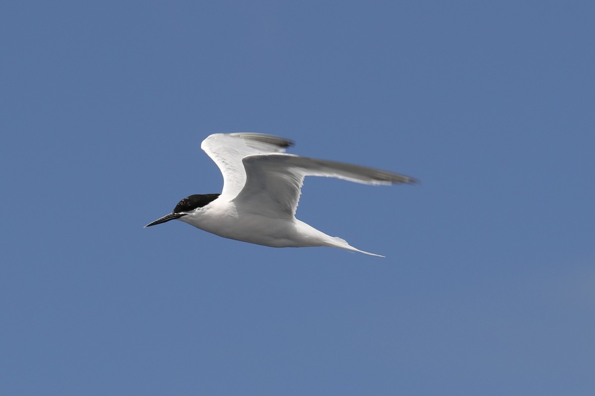 Roseate Tern - ML620714694