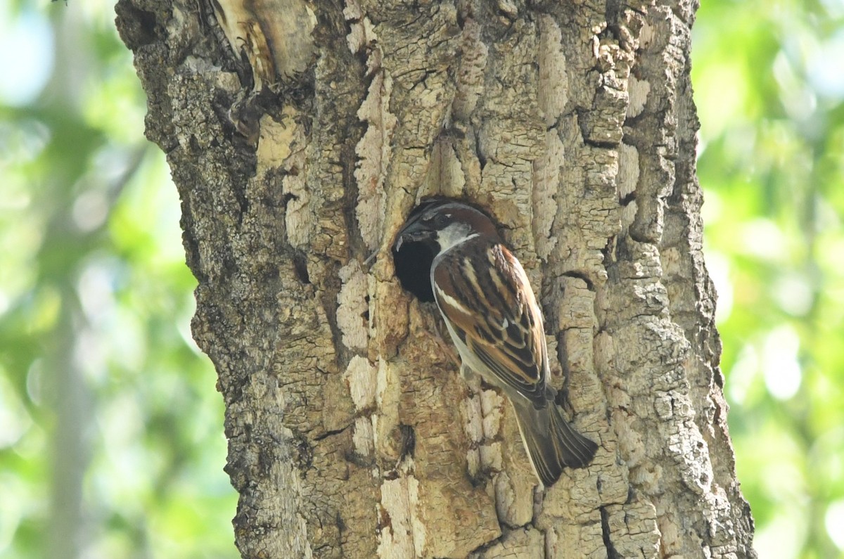 House Sparrow - ML620714695