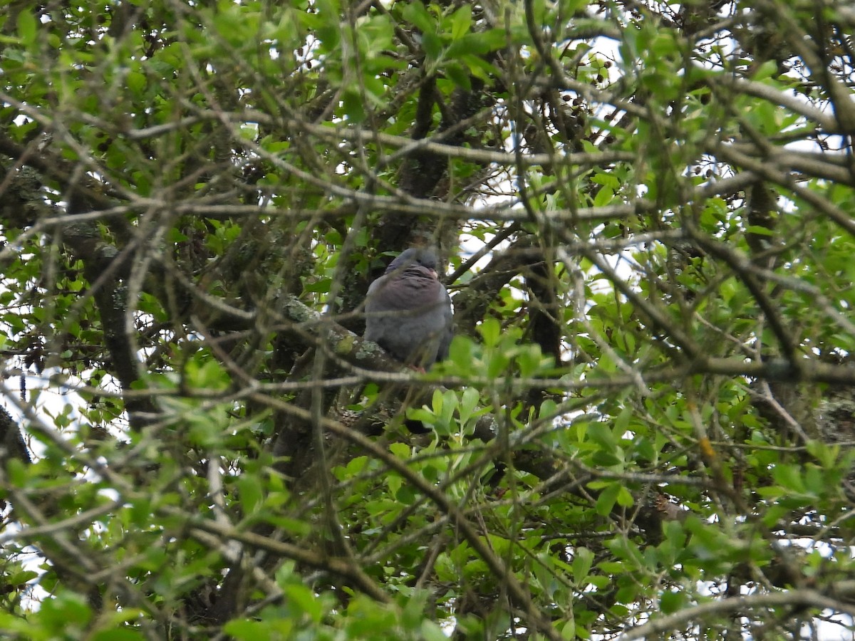 Stock Dove - ML620714698