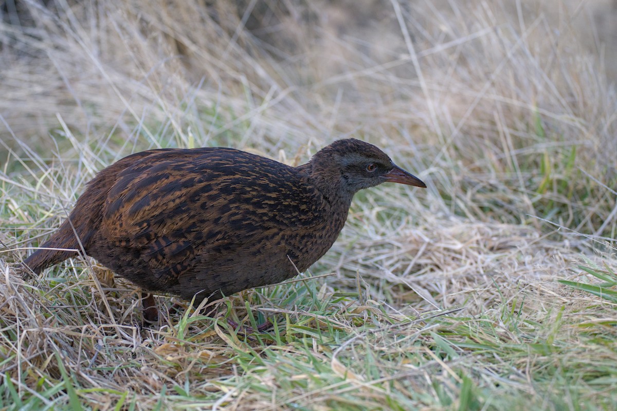 Weka - ML620714701