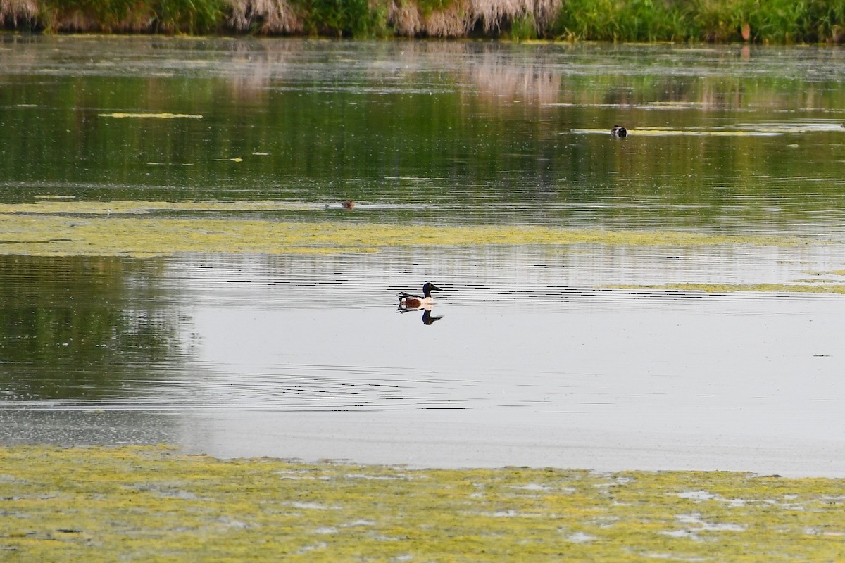 Northern Shoveler - ML620714702