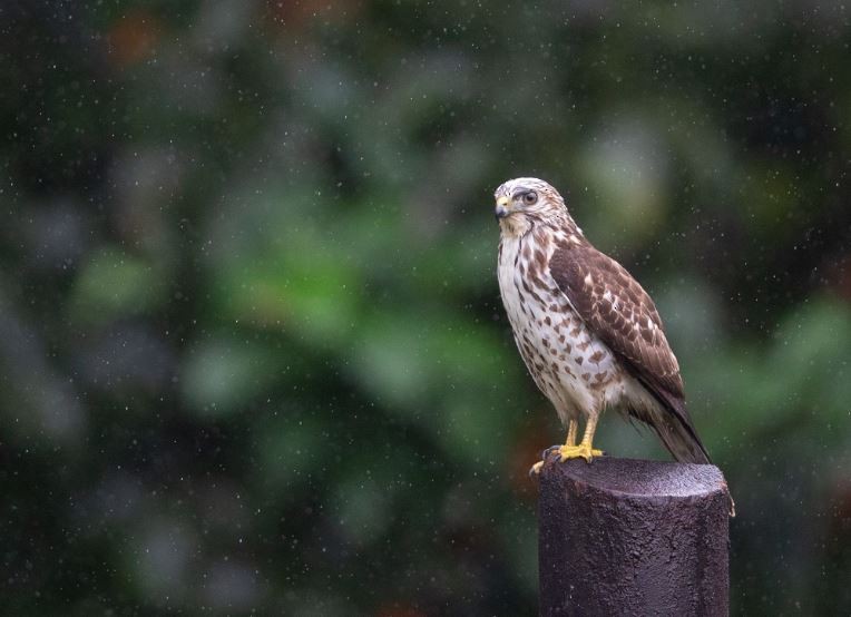 Broad-winged Hawk - ML620714704