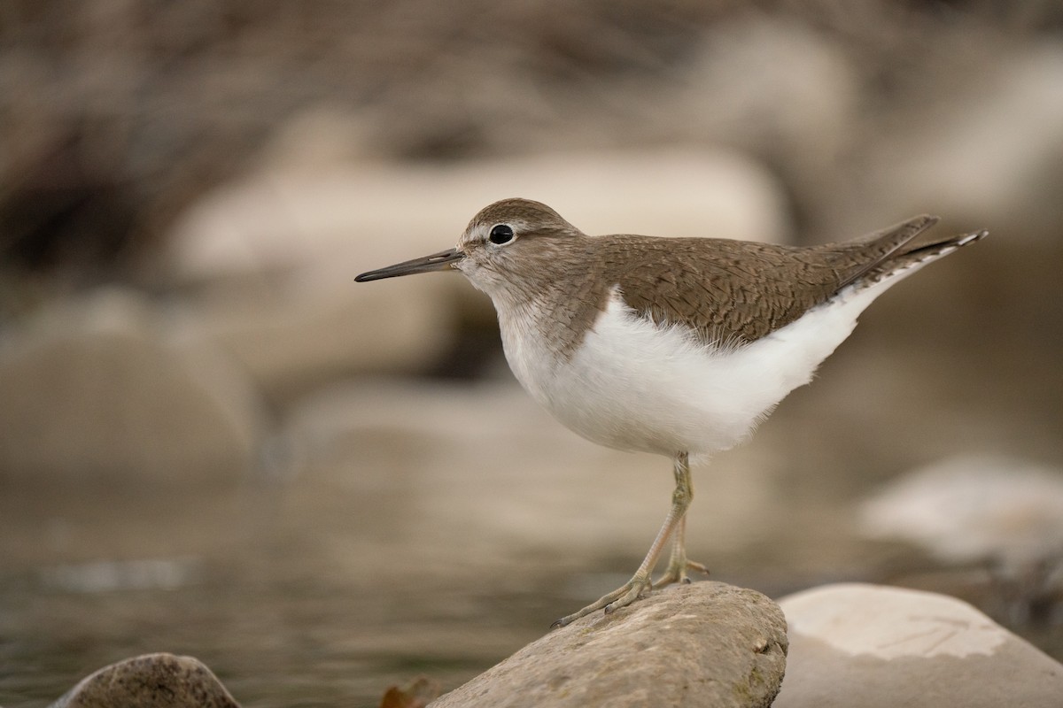 Common Sandpiper - Hichem MACHOUK