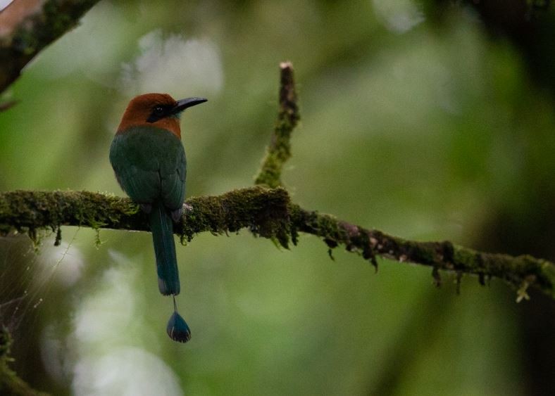 Broad-billed Motmot - ML620714707