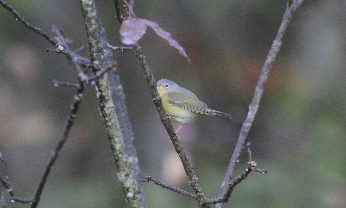 Nashville Warbler - ML620714709