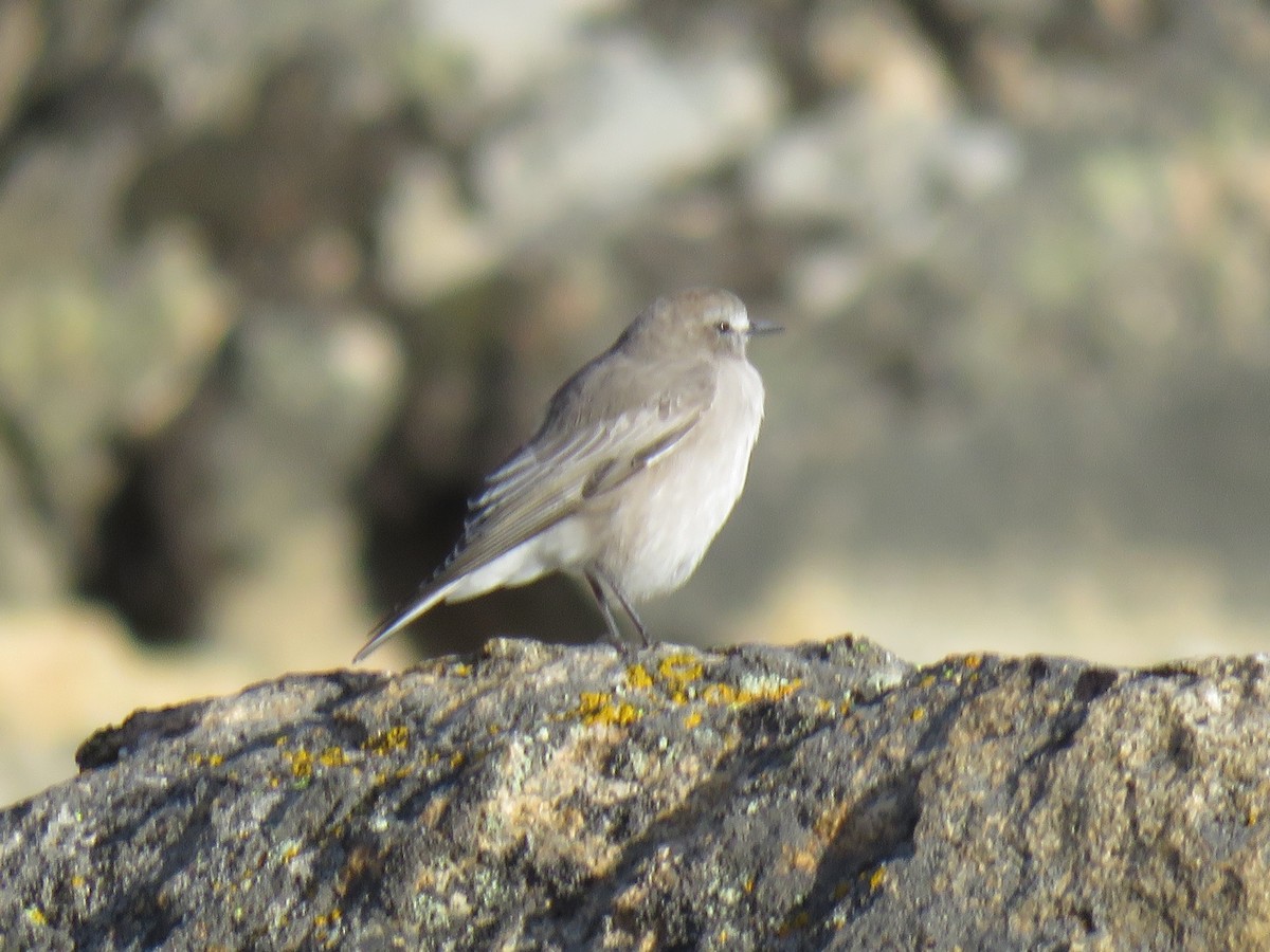 White-fronted Ground-Tyrant - ML620714710