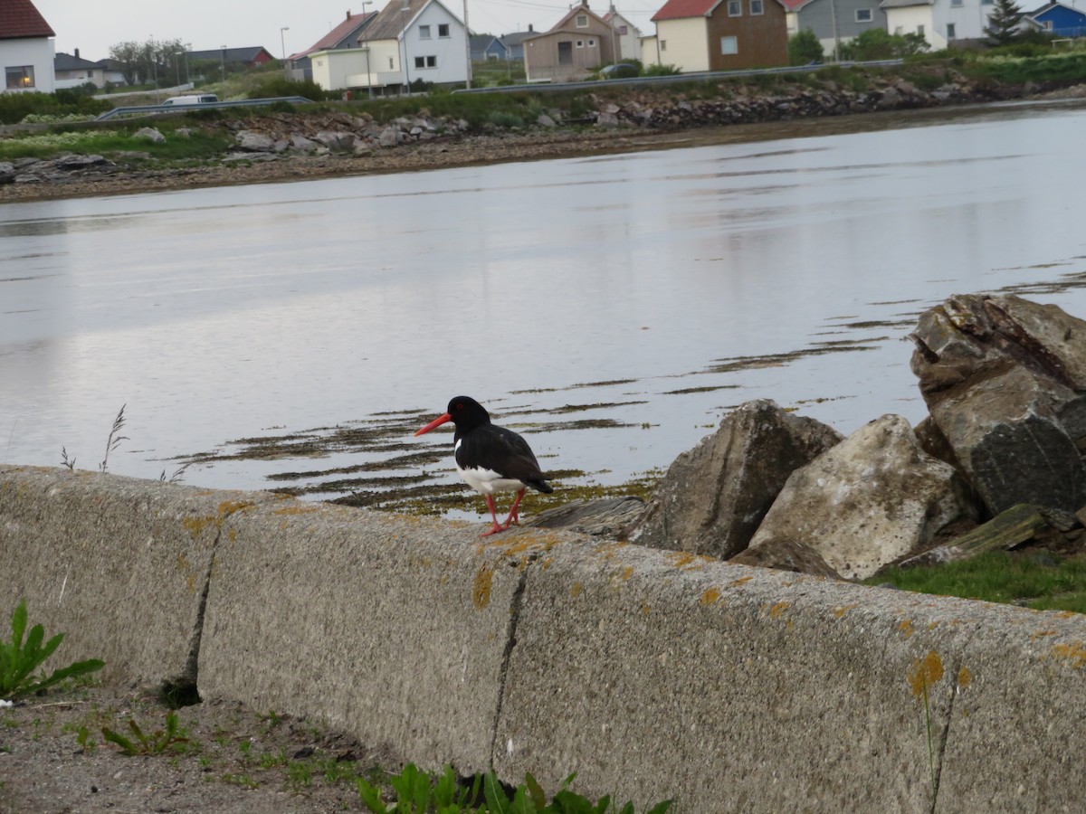 Eurasian Oystercatcher - ML620714716