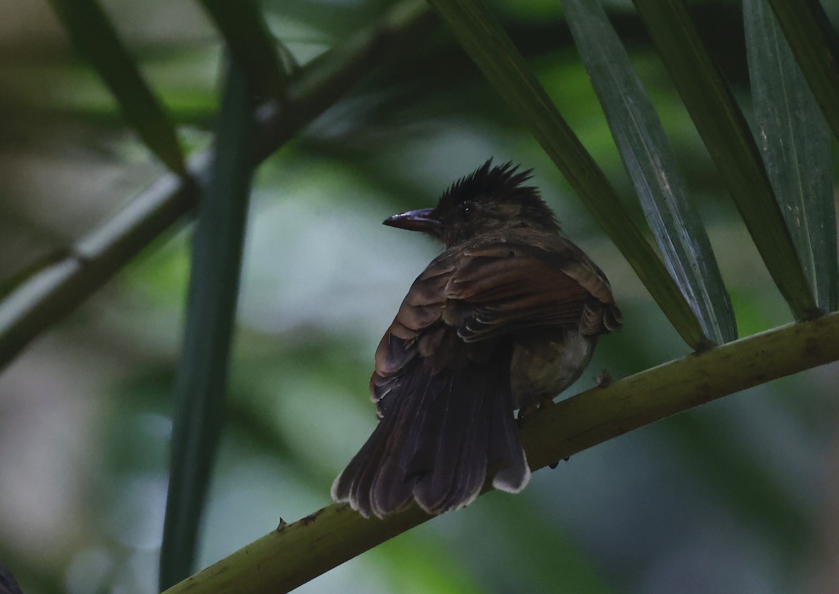 Seychelles Bulbul - ML620714717