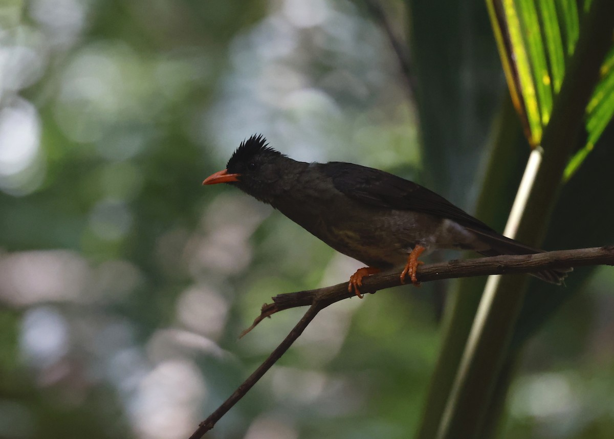 Bulbul Picogordo - ML620714718