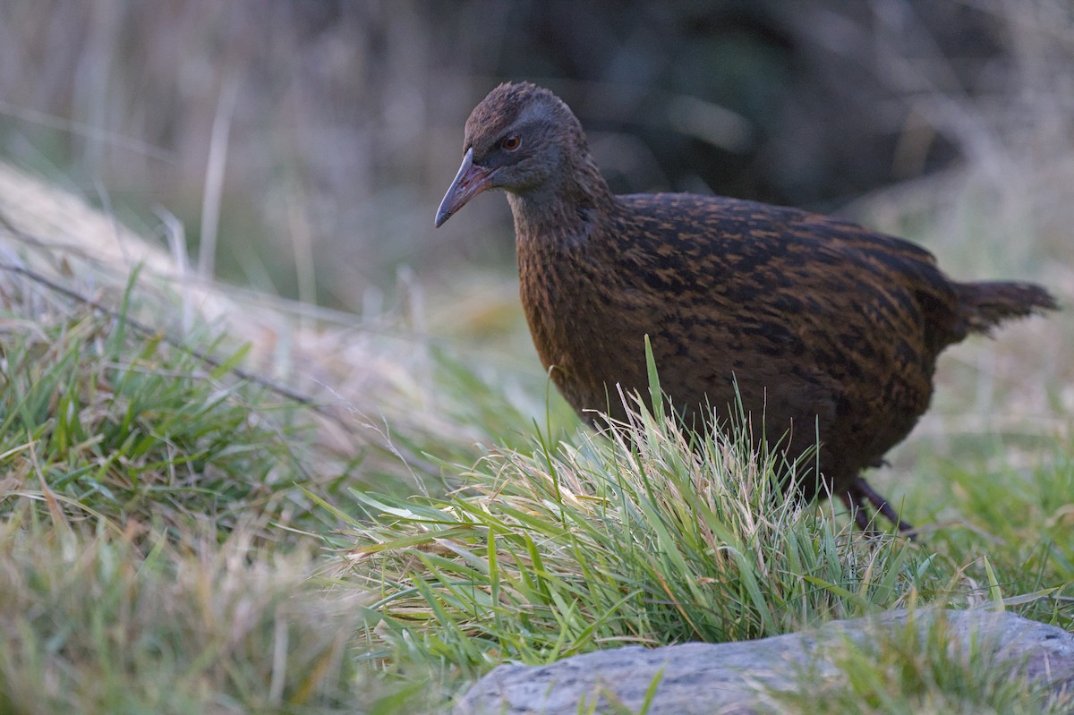 Rascón Weka - ML620714721