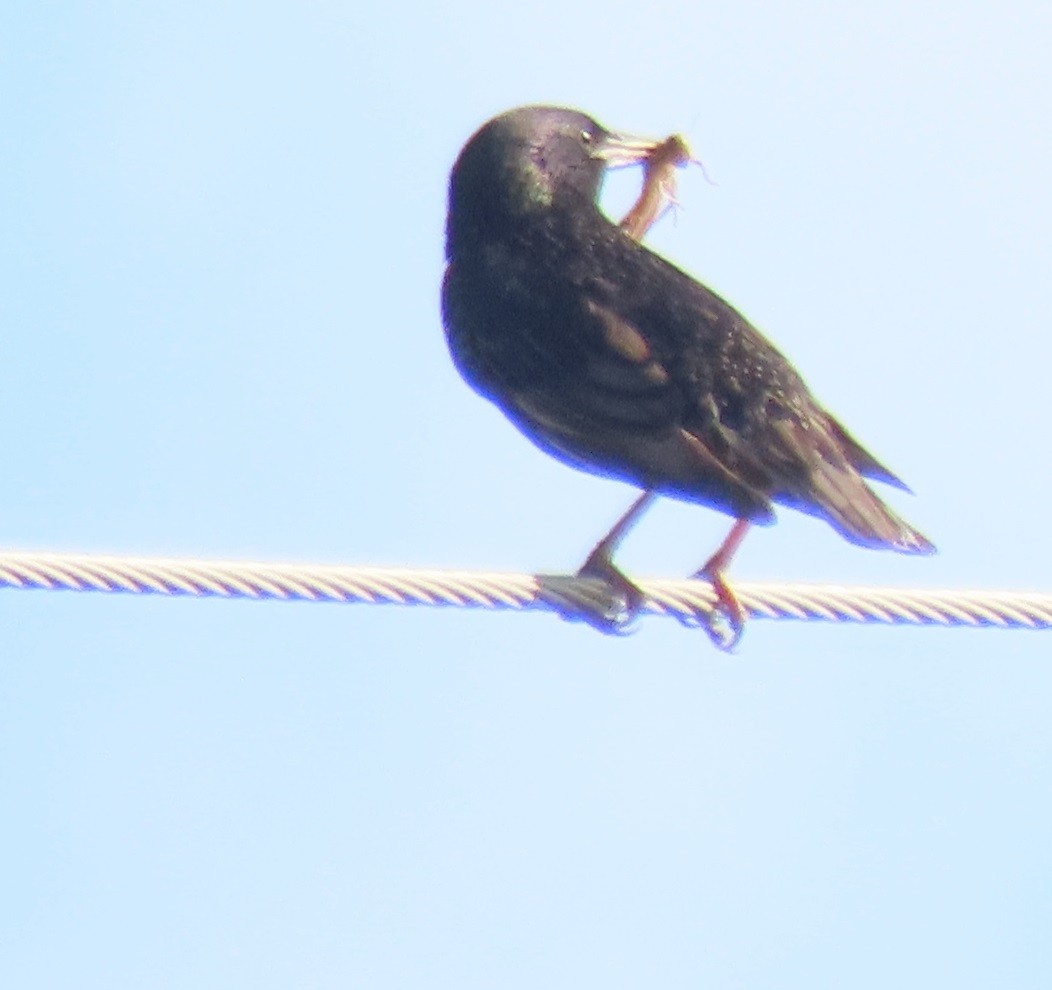 European Starling - ML620714723