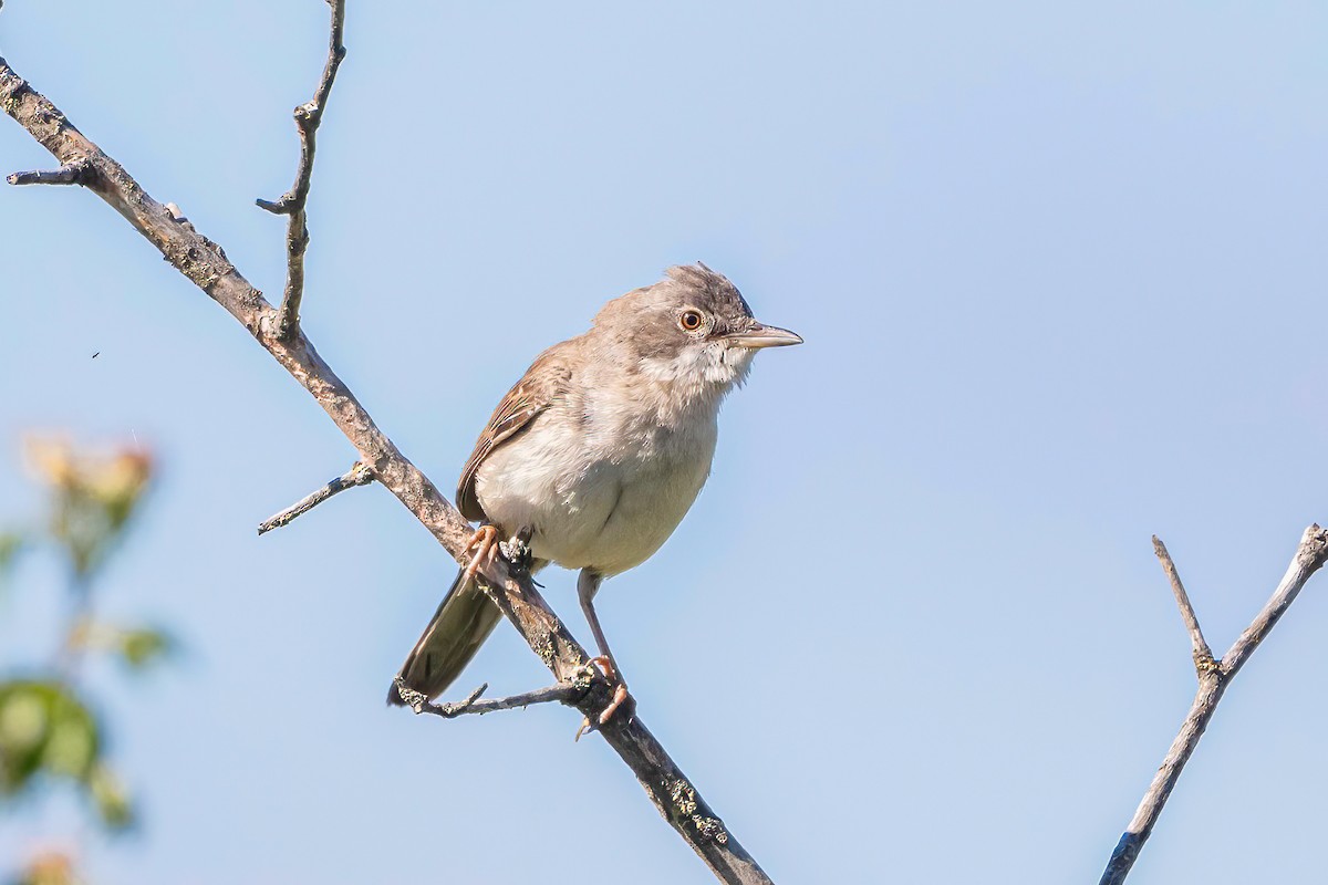 Greater Whitethroat - ML620714724