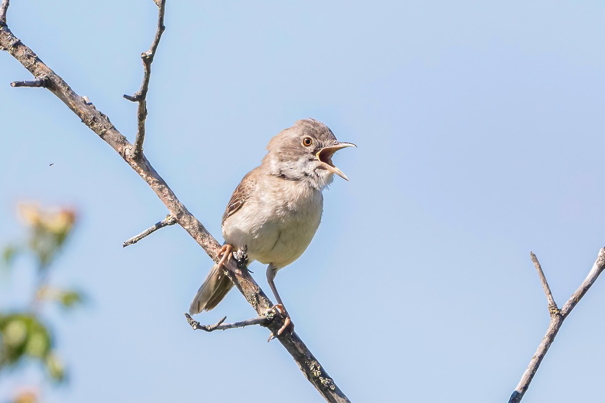 Greater Whitethroat - ML620714725