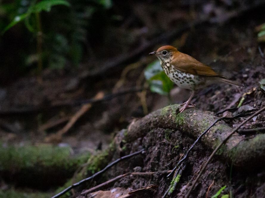 Wood Thrush - ML620714726