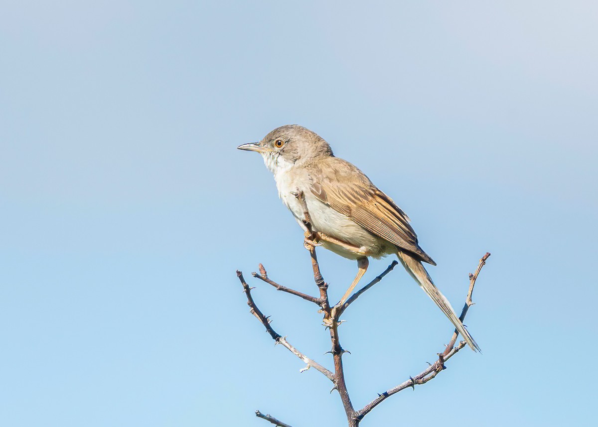 Greater Whitethroat - ML620714727