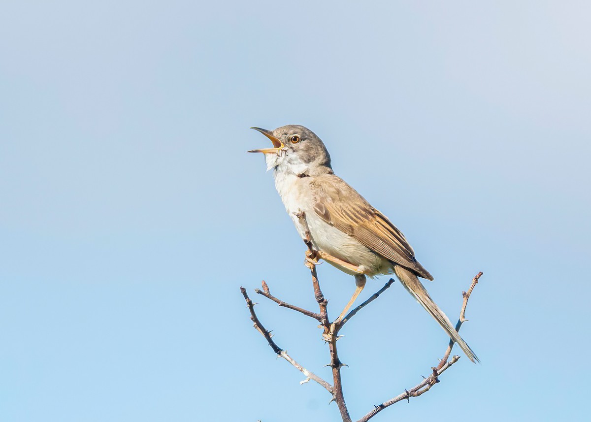 Greater Whitethroat - ML620714729