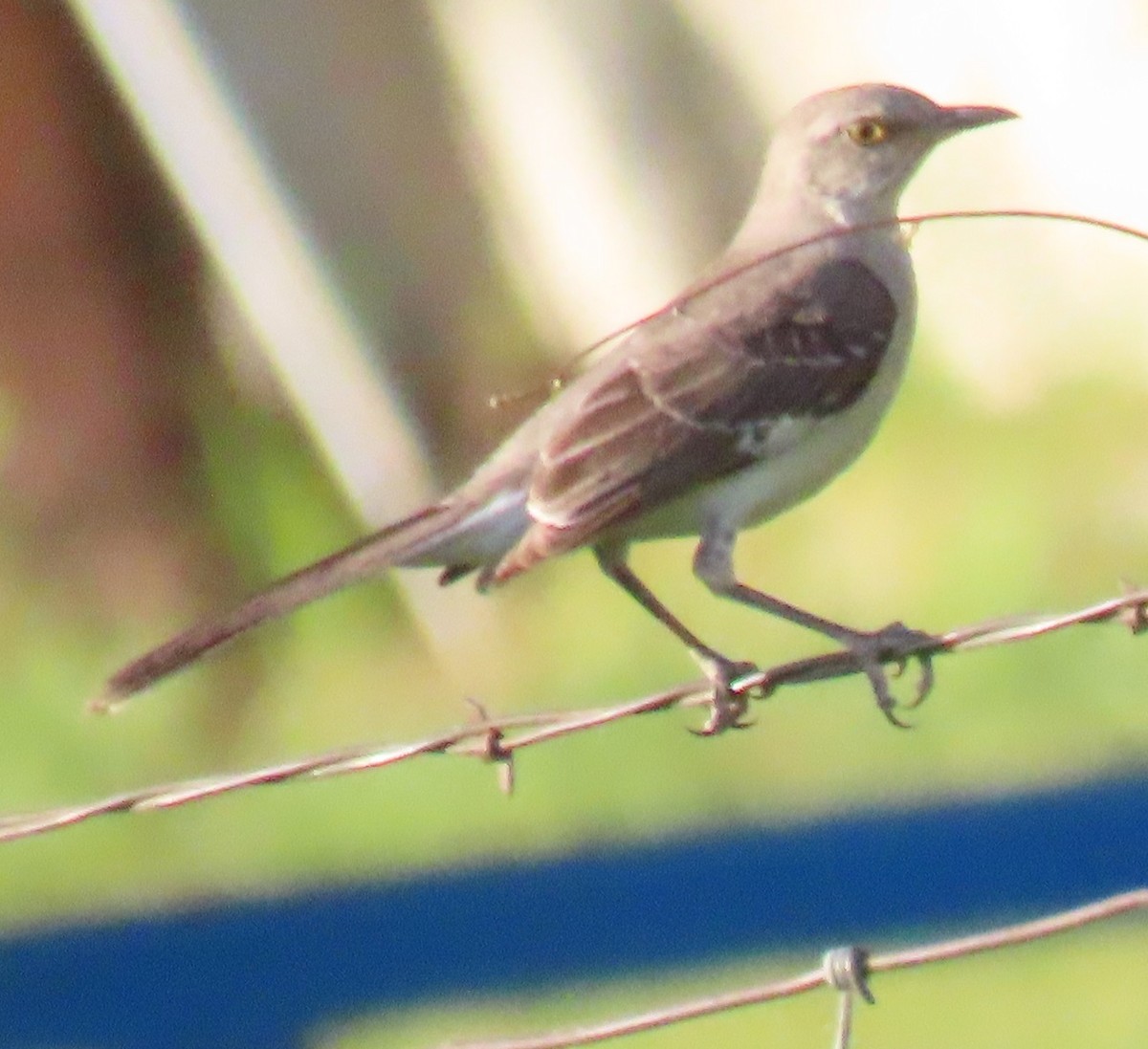 Northern Mockingbird - ML620714733