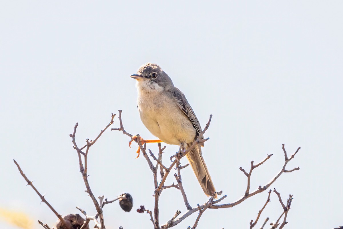 Greater Whitethroat - ML620714734