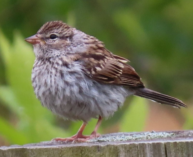 Chipping Sparrow - ML620714739