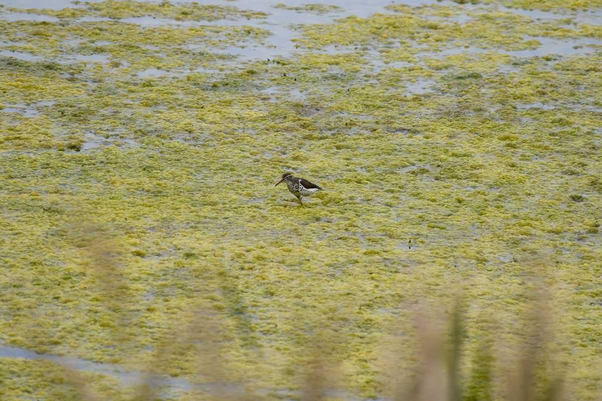 Spotted Sandpiper - ML620714741