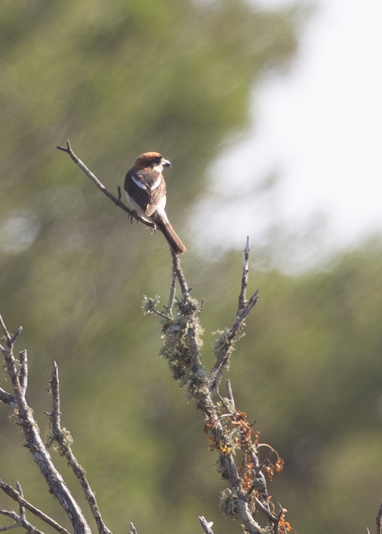 ズアカモズ（badius） - ML620714743