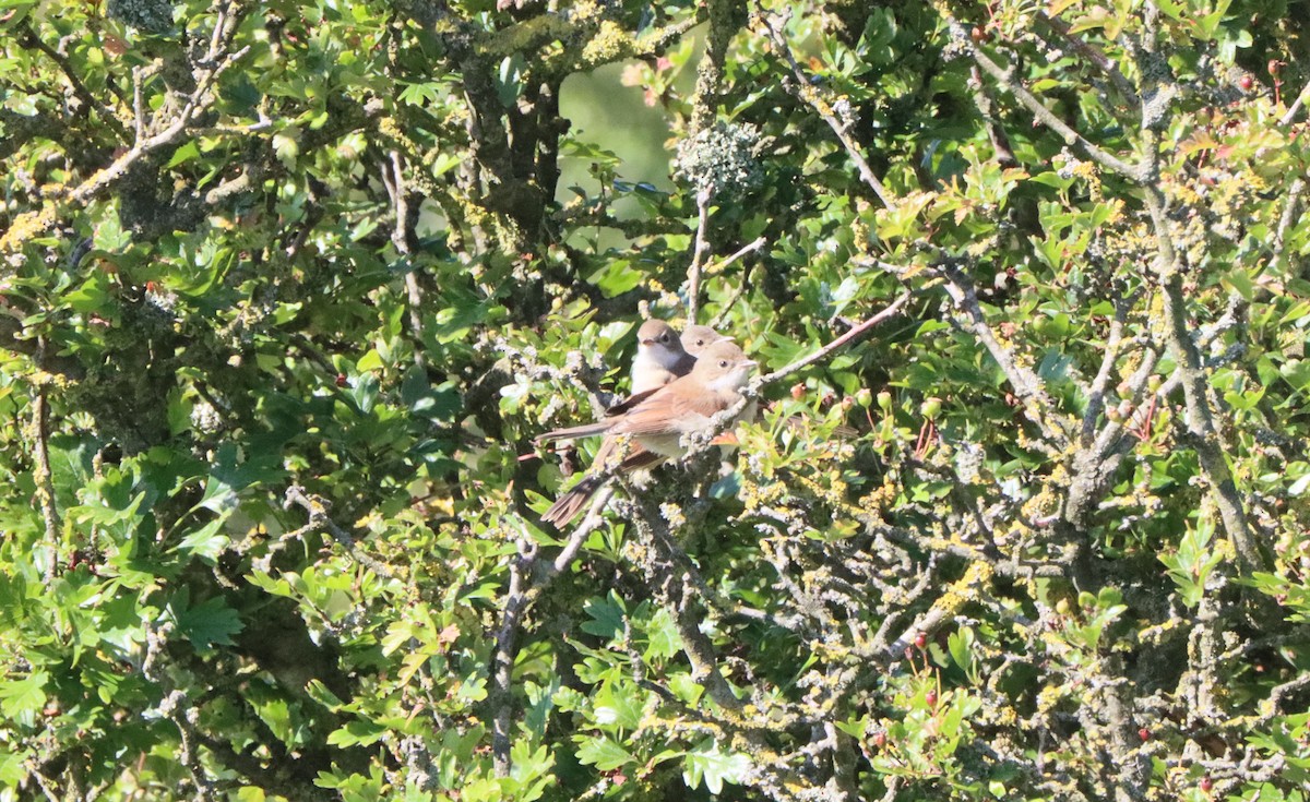 Greater Whitethroat - ML620714744