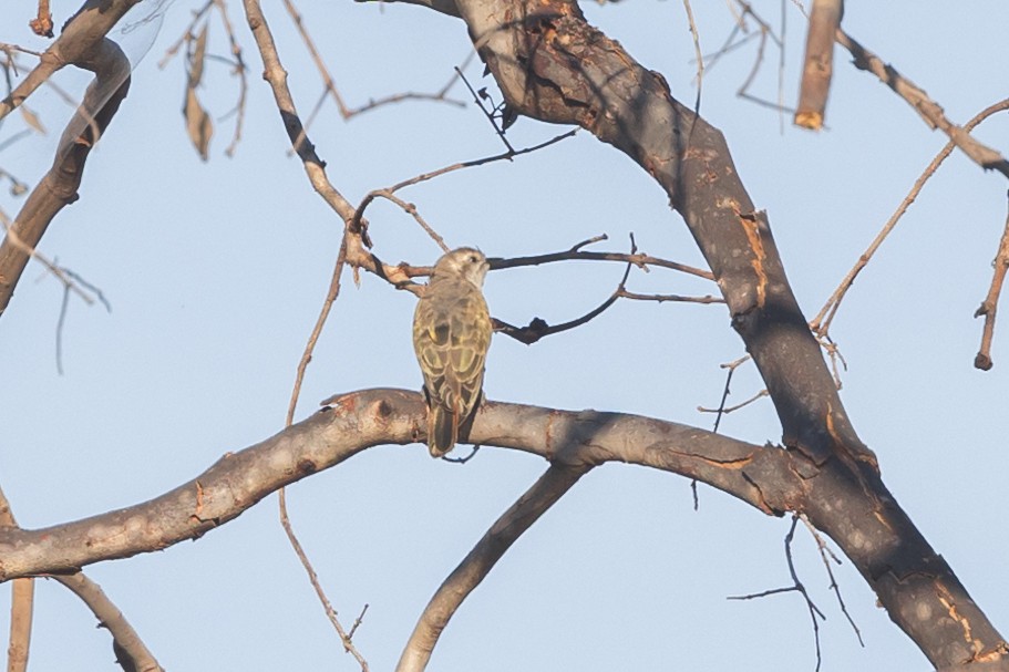 Horsfield's Bronze-Cuckoo - ML620714753