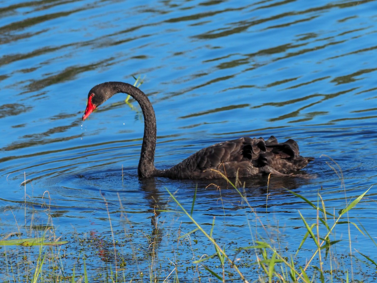 Cygne noir - ML620714754