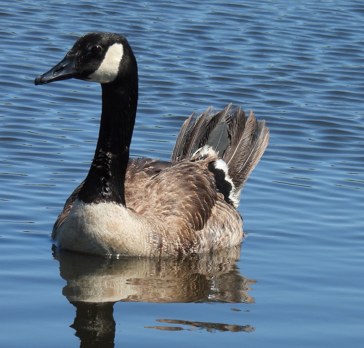 Canada Goose - ML620714769