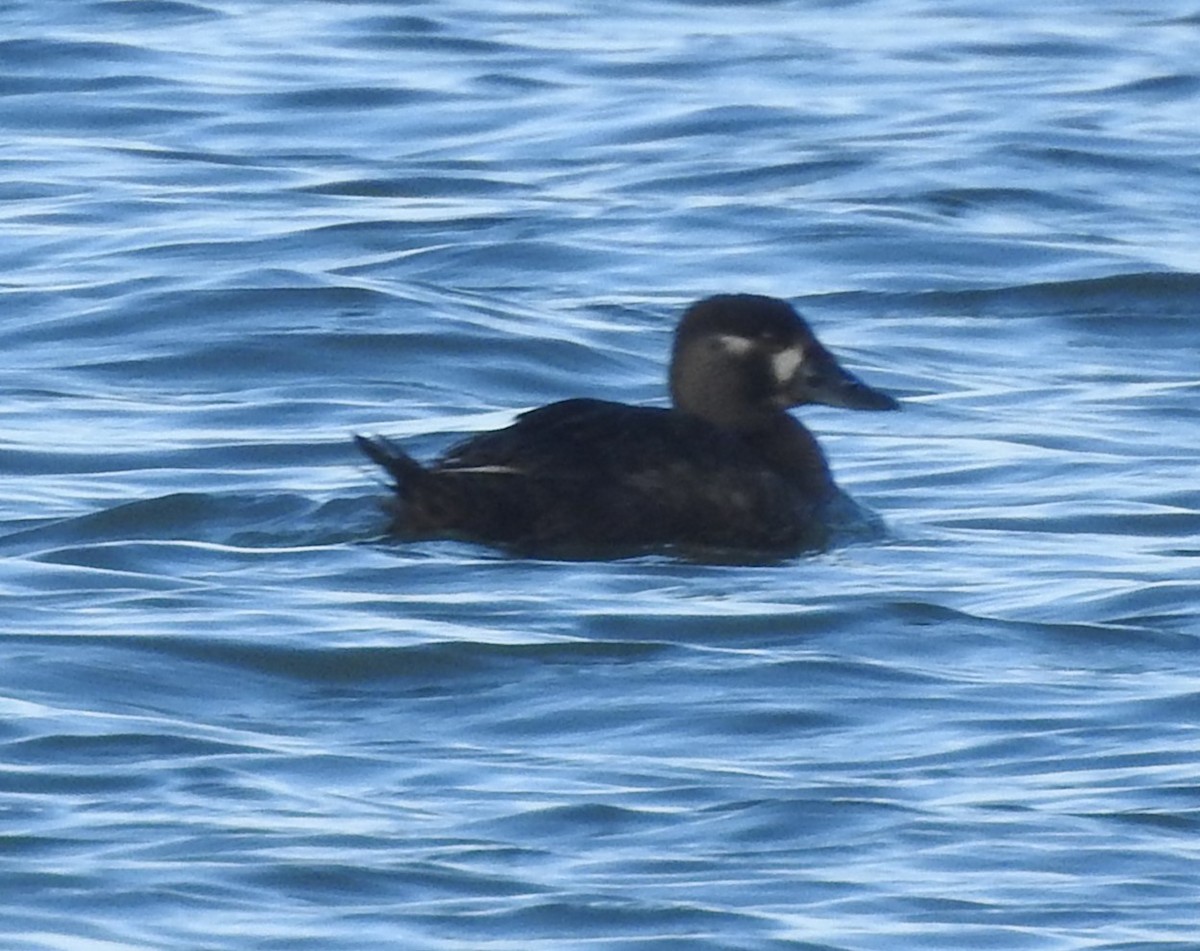 Surf Scoter - Fred Shaffer