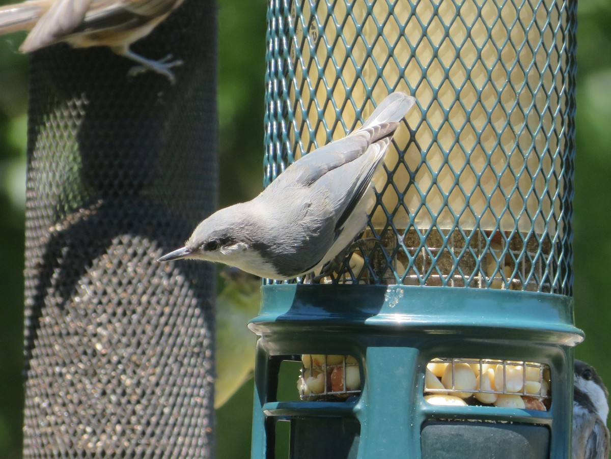 Pygmy Nuthatch - ML620714773