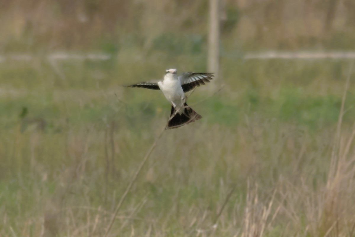 Black-crowned Monjita - ML620714774