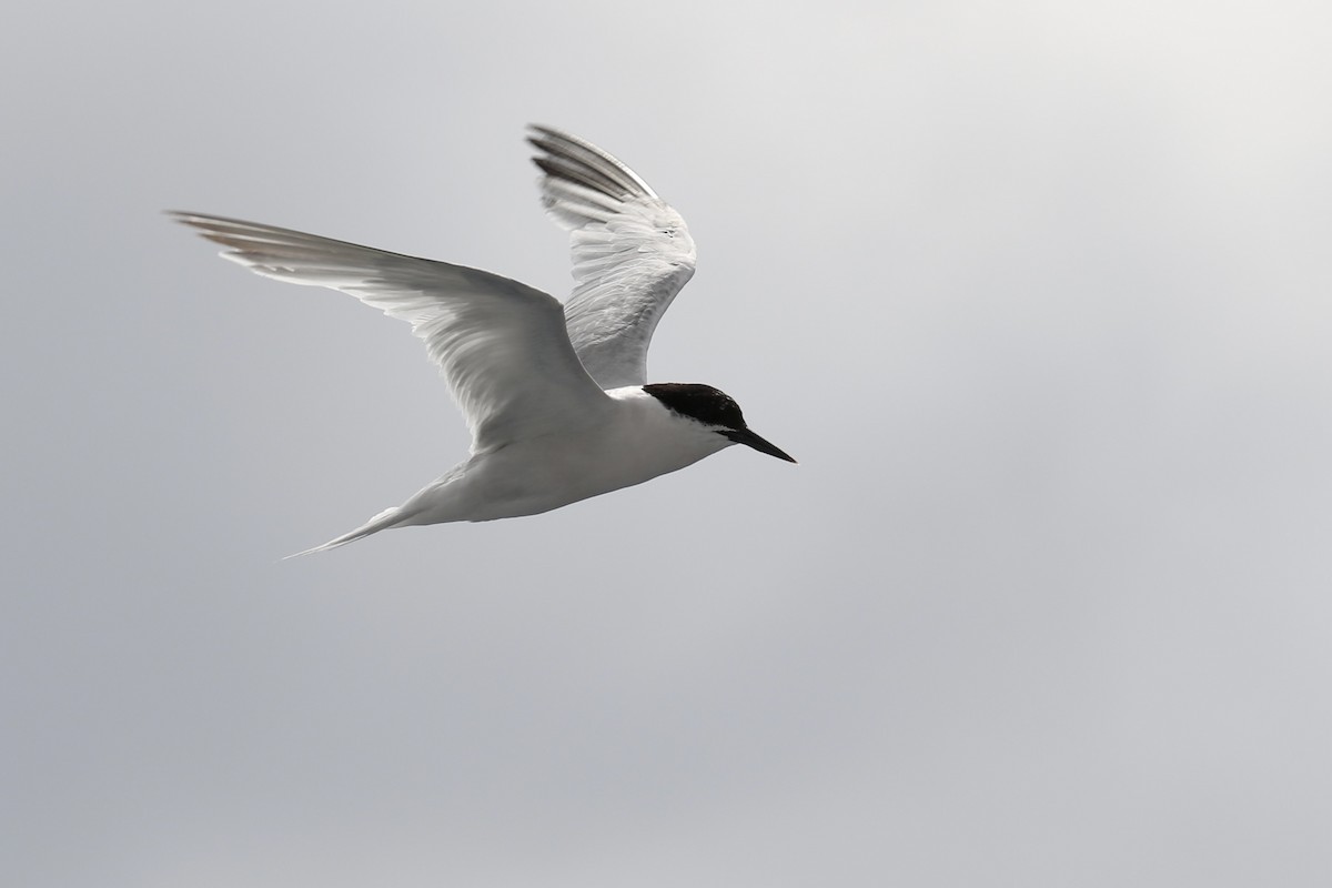 Roseate Tern - ML620714779