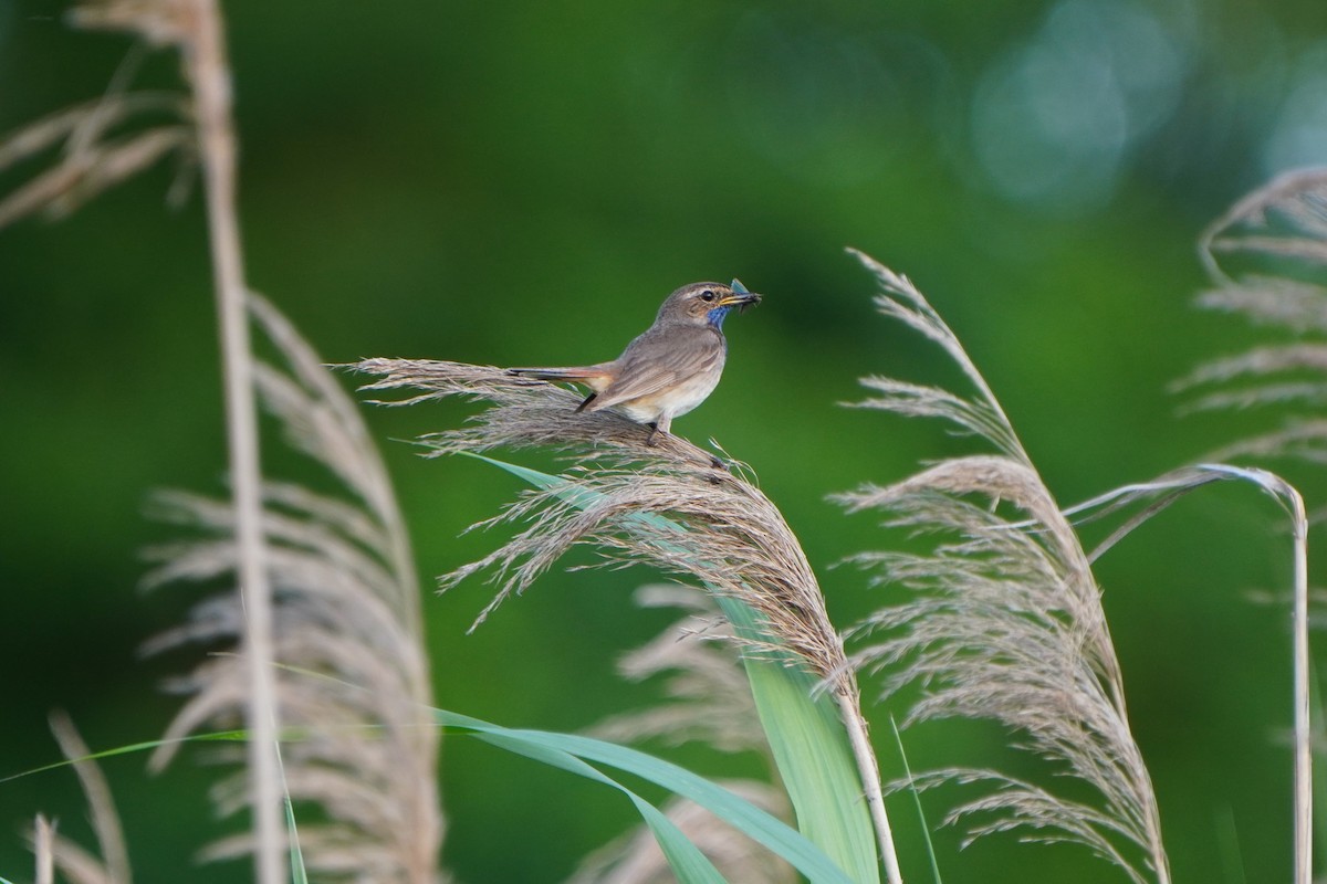 Bluethroat - ML620714784