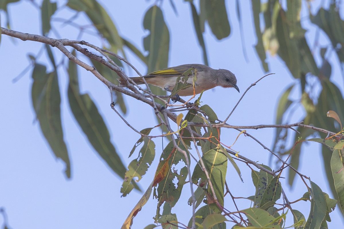 Rufous-throated Honeyeater - ML620714786