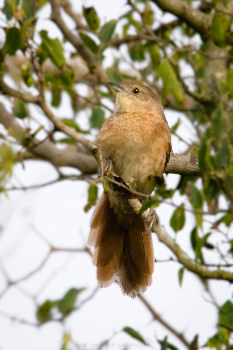 Freckle-breasted Thornbird - ML620714787