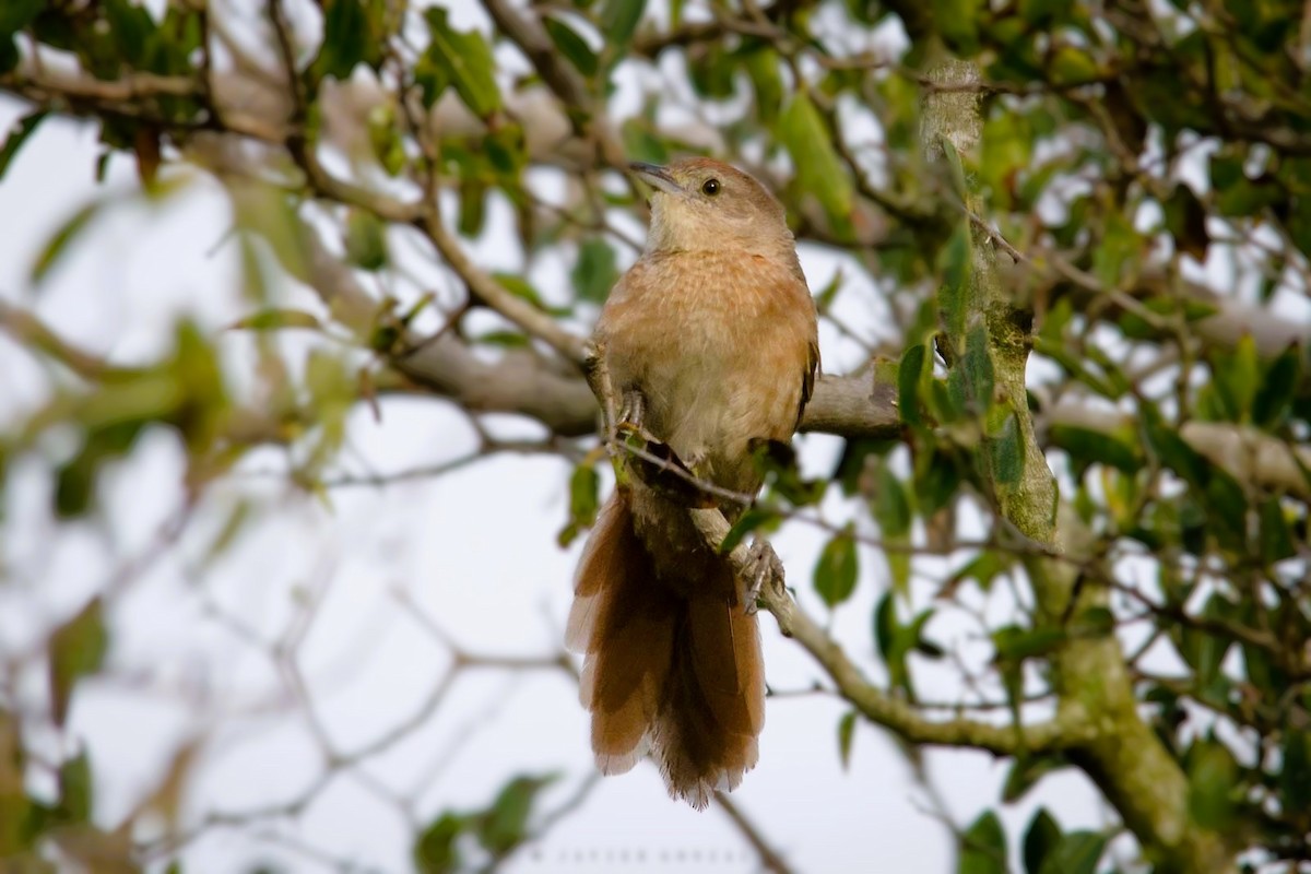 Freckle-breasted Thornbird - ML620714788