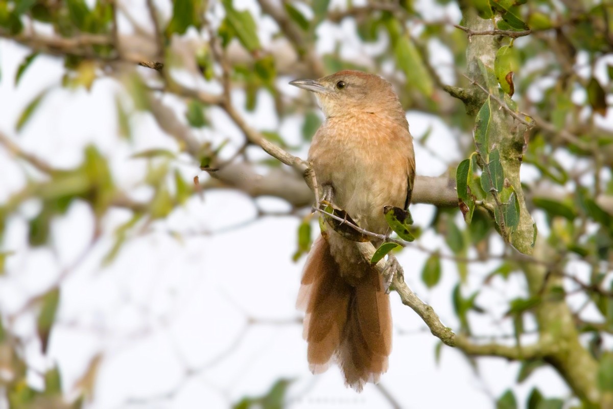 Freckle-breasted Thornbird - ML620714790