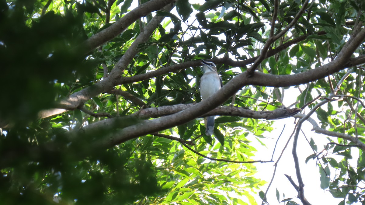 Brown Scrub-Robin - ML620714792