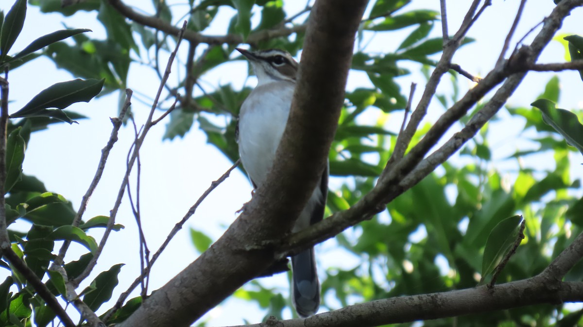 Brown Scrub-Robin - ML620714793