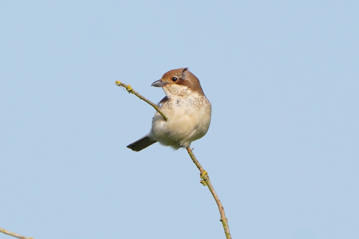 Red-backed Shrike - ML620714795