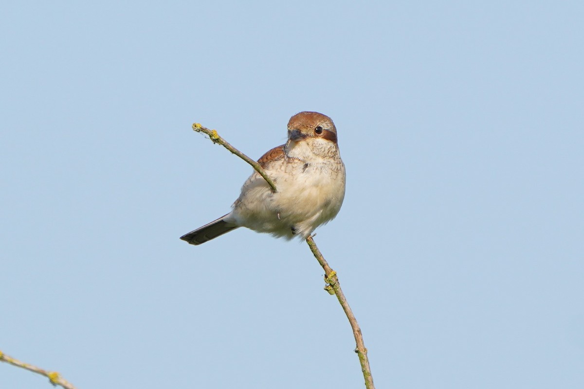 Red-backed Shrike - Paweł Maciszkiewicz