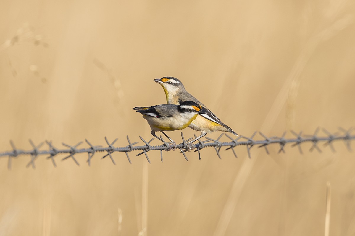 Striated Pardalote - ML620714797