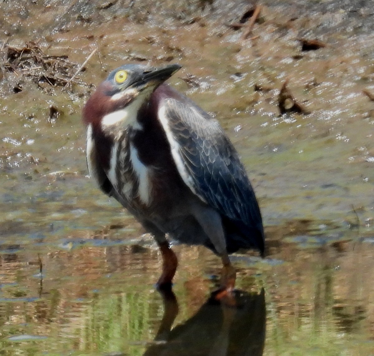 Green Heron - ML620714798