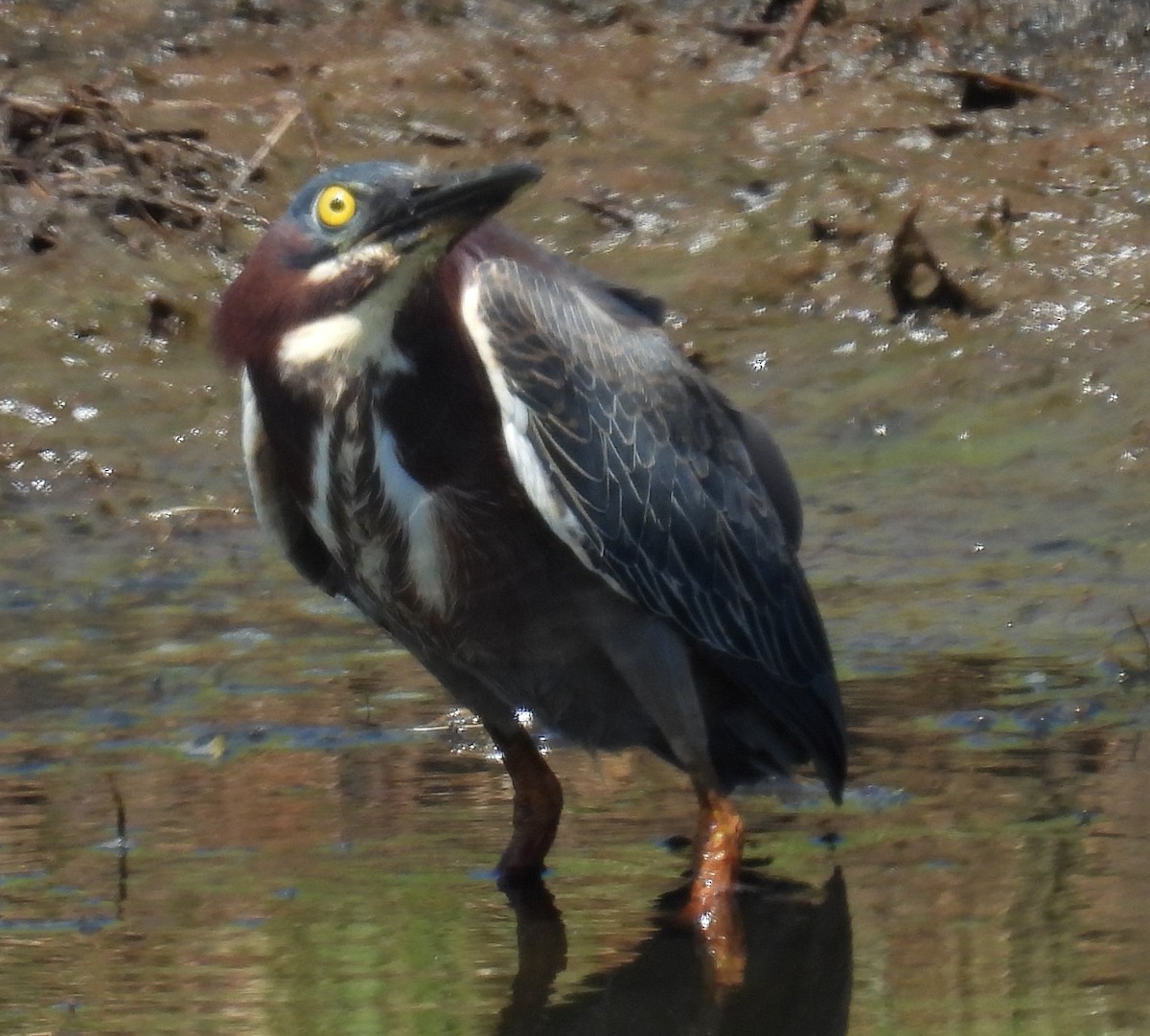 Green Heron - ML620714799