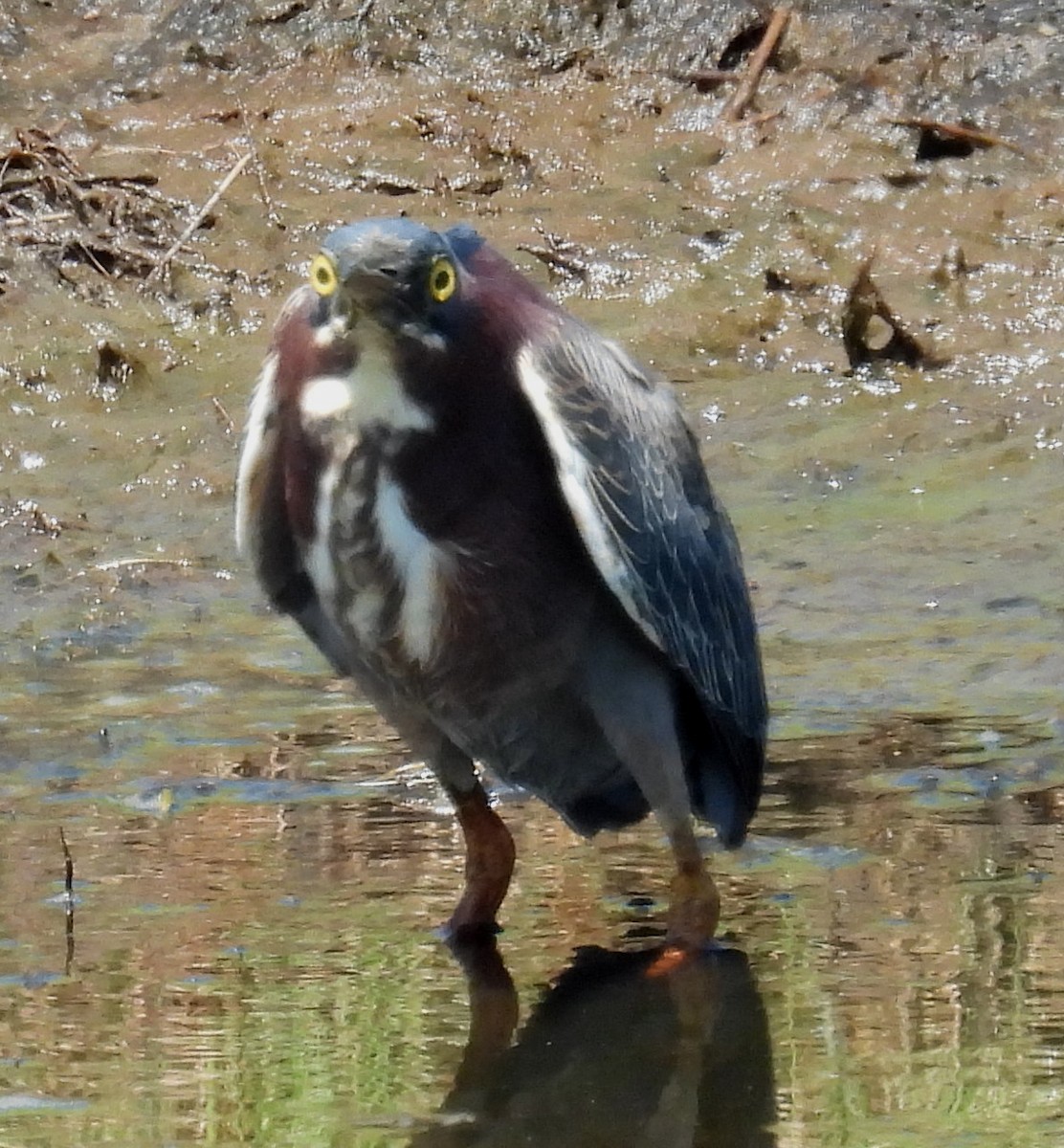 Green Heron - ML620714801