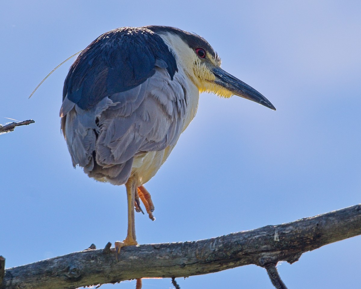 Black-crowned Night Heron - ML620714802