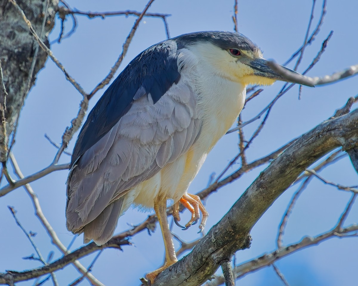 Black-crowned Night Heron - ML620714803